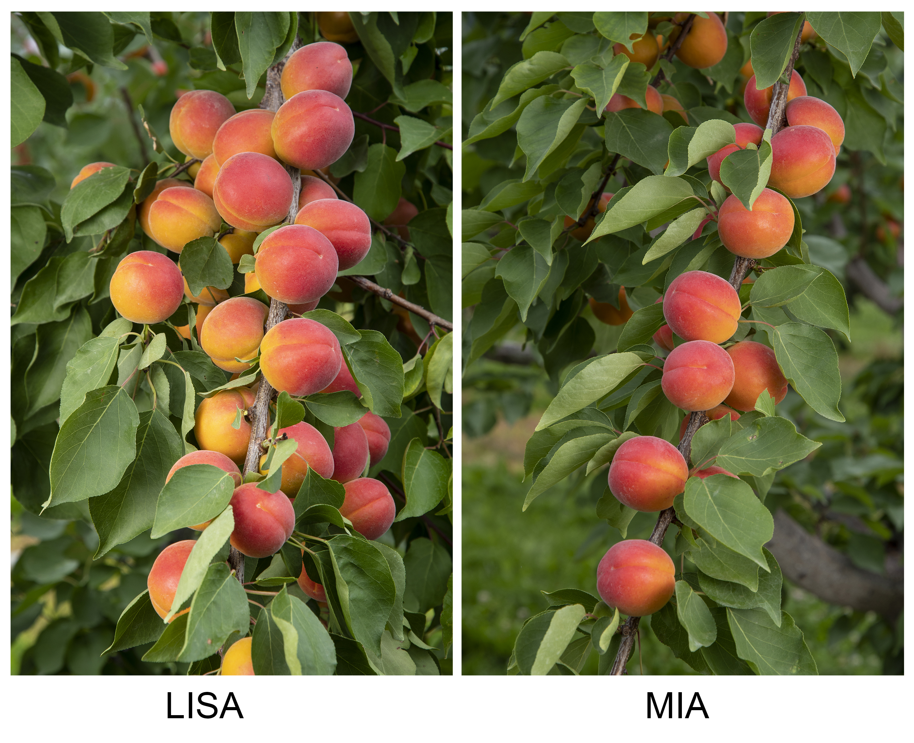 Lisa et Mia sont prêtes à rejoindre les vergers
